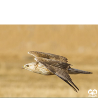 گونه سارگپه پا بلند Long-legged Buzzard